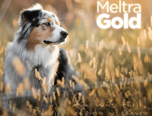 Lanzamiento Meltra Gold | Brouwer